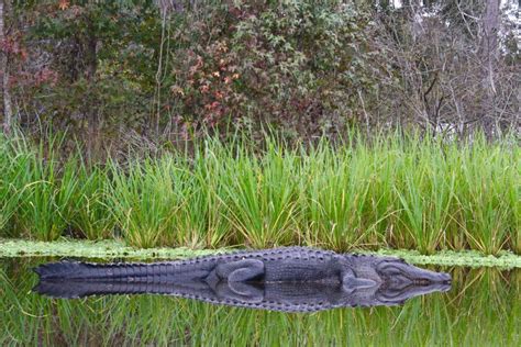 Meilleurs Endroits Pour Voir Des Alligators Sauvages En Floride