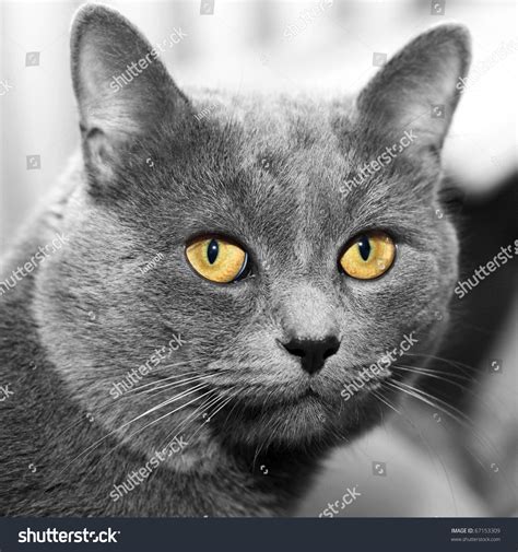 Closeup Portrait Of A Grey Cat With The Big Yellow Eyes Stock Photo