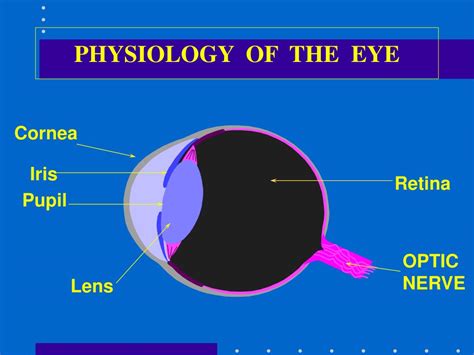 Ppt Physiology Of The Eye Powerpoint Presentation Free Download Id 6683797