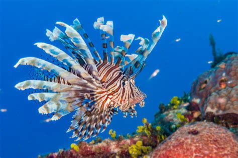 Peixe leão características habitat perigos Brasil Escola Conheça