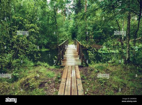 Summer Moody Forest Stock Photo Alamy