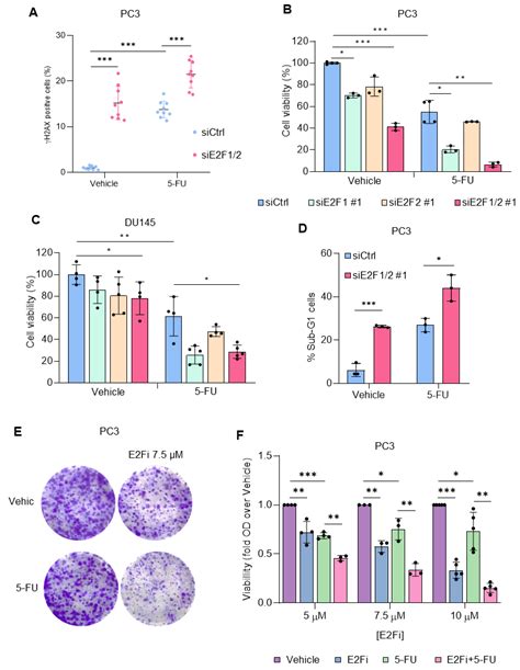 Cancers Free Full Text Targeting E2f Sensitizes Prostate Cancer