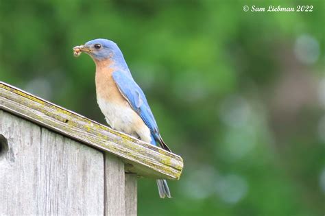 Eastern Bluebird M Merle Bleu De Lest M 6312 3 Co Flickr