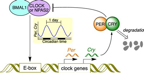 The Core Transcription Translation Feedback Loop In The Circadian