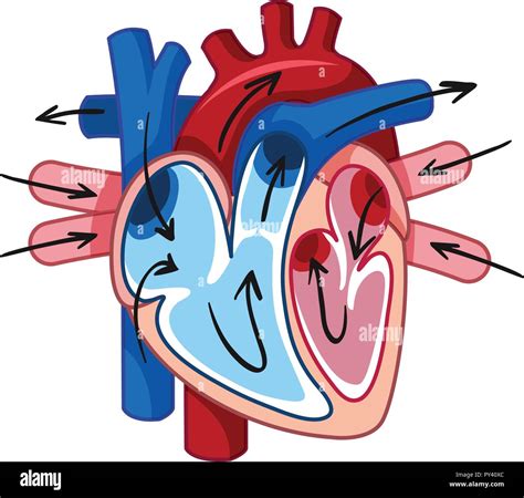 Coraz N Y Vasos Sangu Neos Humanos Ilustraci N Imagen Vector De Stock