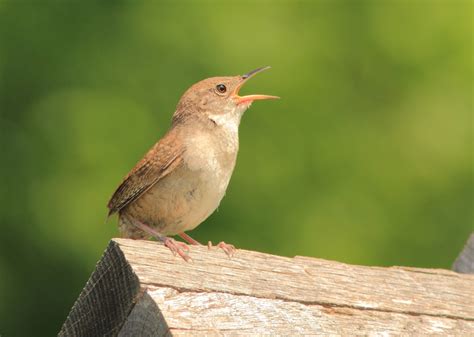 Most Commonly Seen Birds in Oklahoma | Stacker