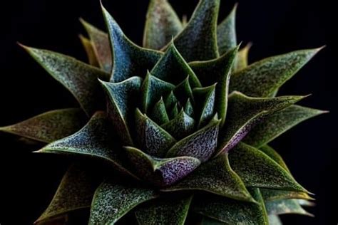 7 Beautiful Spiky Houseplants Urban Garden Gal