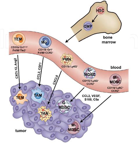 Figure From Functions Of Diverse Myeloid Cells In The Tumor Micro