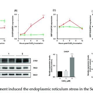 CdCl 2 Treatment Reduced Cell Viability And Induced Apoptosis In A