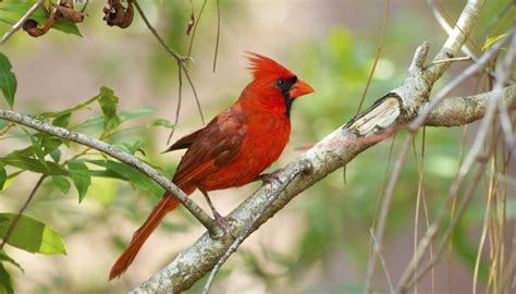 How to Tell if a Cardinal Bird Is Male or Female | Sciencing