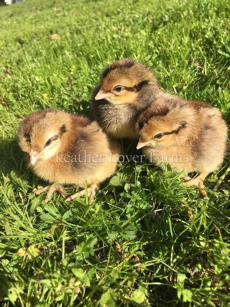 Crested Cream Legbar Chicks For Sale | Feather Lover Farms