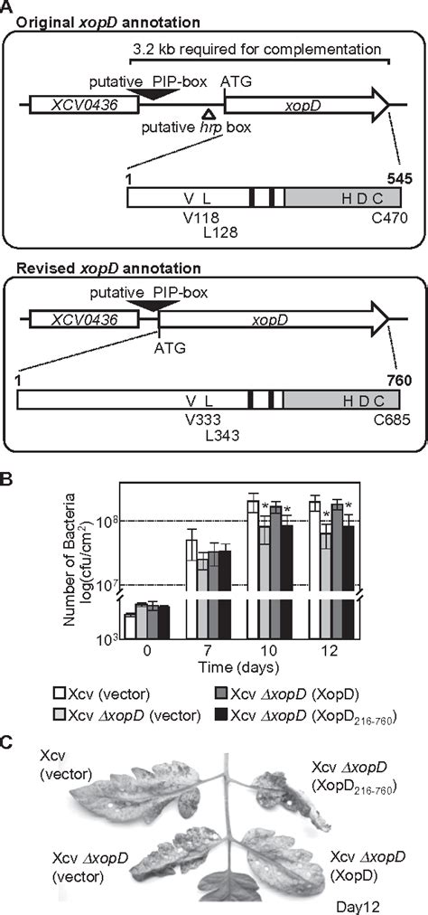 Figure 1 From Comparative Analysis Of The XopD Type III Secretion T3S