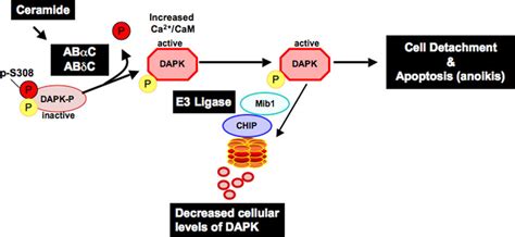 Schematic Representation Of The Activities Of DAPK And PP2A In