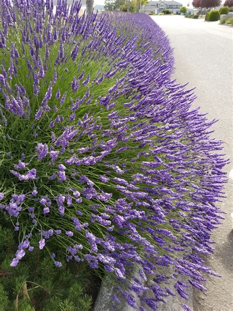 Lavender Live Plant Grosso Dark Purple Flowers