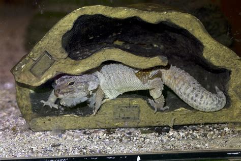 Leopard Gecko Shedding 101: The Expert's Guide - Reptile Advisor