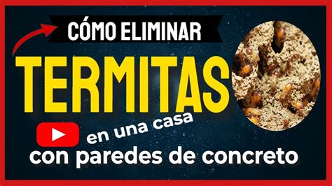 Mantén tu CASA de CONCRETO libre de TERMITAS con estos simples pasos