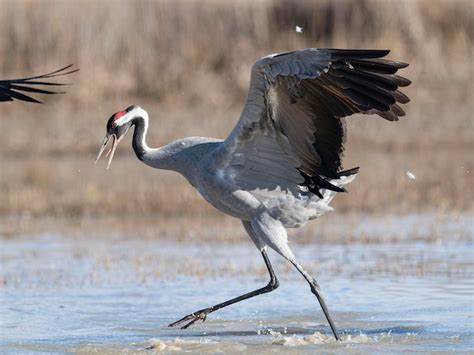 Premium Photo Common Crane Or Eurasian Crane Grus Grus Toledo Spain