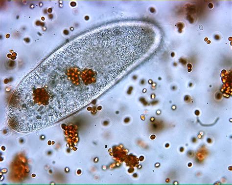 Paramecium Feeding 400x General Biology Lab Loyola University Chicago