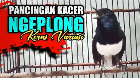 KACER NGEPLONG KERAS VARIASI AMPUH BUAT PANCINGAN PASTI NYAUT IKUT