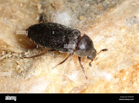 Dermestes Maculatus Flesh Eating Beetle Stock Photo Alamy