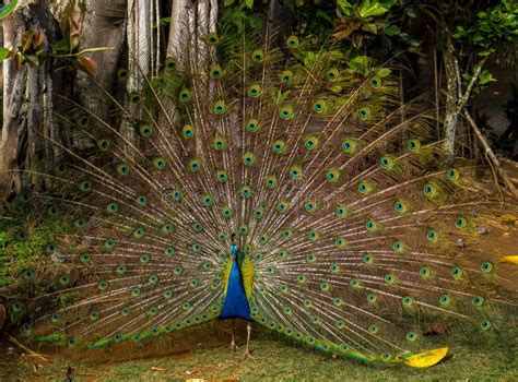 Portrait of Beautiful Peacock with Feathers on Full Display Stock Photo ...