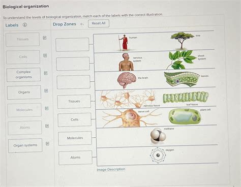 Solved Biological organizationTo understand the levels of | Chegg.com 