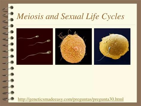 Ppt Meiosis And Sexual Life Cycles Powerpoint Presentation Free