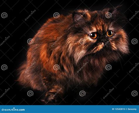 Chat Persan Dans Des Couleurs De Tortue Sur Le Noir Image Stock Image