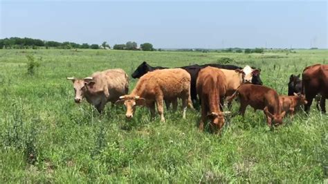 16 Head Of Angusbrangus Charolais Cross Red Angus And Beefmaster