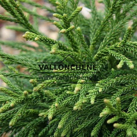 Cryptomeria Japonica Little Champion Vallonchêne