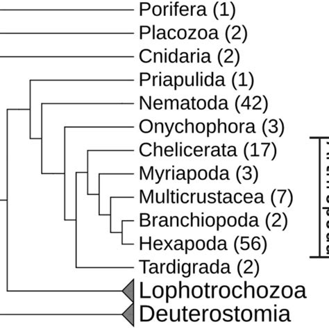 Overview Of The Metazoan Phylogeny With A Focus On Ecdysozoa The