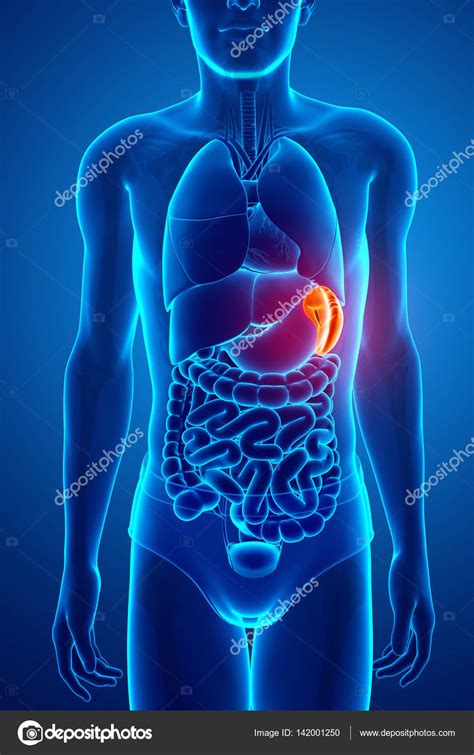 3d Render Of Human Spleen Anatomy Stock Photo By ©pixdesign123 142001250