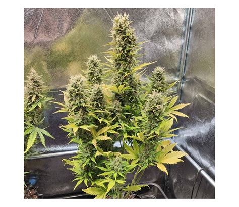 Auto Imperium X De Anesia Seeds R Pida Y Poderosa La Huerta Grow Shop