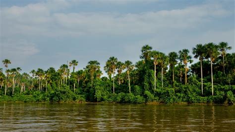 Día Internacional de los Bosques Tropicales en Perú