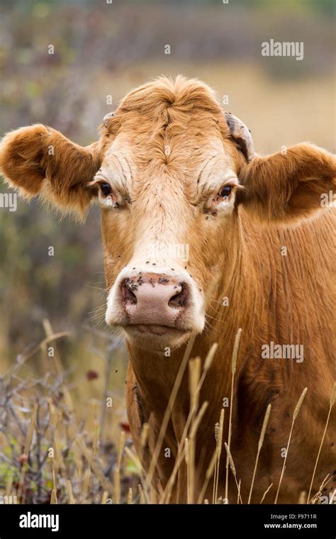 Rote Angus Cross Kuh Insel Barrie Ontario Stockfotografie Alamy