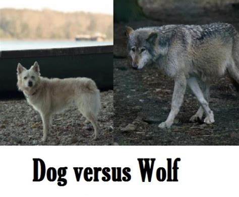 Differences Between Dogs and Wolves | PetHelpful