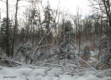 American Marten Habitat and Den Sites - Winterberry Wildlife