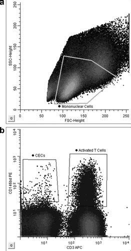 Detection Of Circulating Endothelial Cells And Endothelial Progenitor