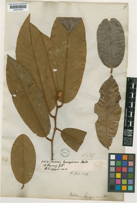 Fissistigma Griff Plants Of The World Online Kew Science