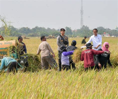 Tinjau Panen Padi Di Indramayu Jokowi Stok Pangan Aman