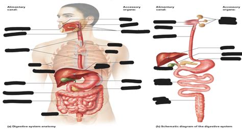 Digestive System Anatomy Diagram Quizlet