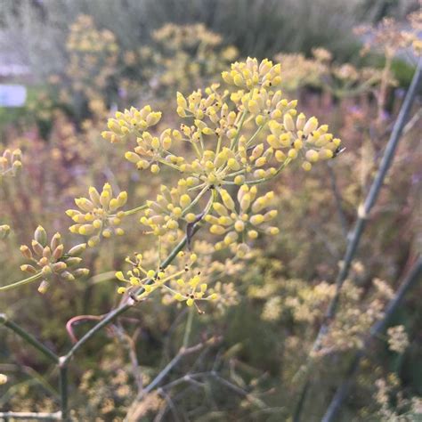 Bronzefenchel Foeniculum Vulgare Var Rubra Zierpflanze Gew Rz