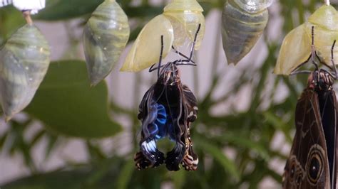 Blue Morpho Emerging From Chrysalis Youtube