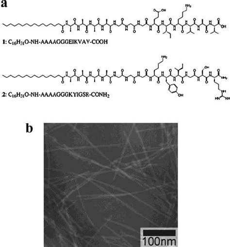 Chemical Structures Of Peptide Amphiphiles A That Self Assemble