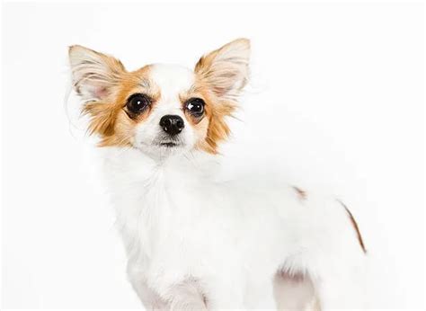 Teacup Yorkie Chihuahua Mix: Discover The Perfect Pet! - The Chihuahua Guide