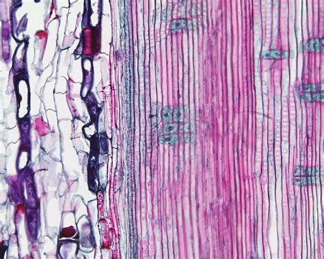 Longitudinal Section Of A Stem