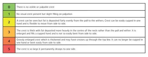 Muscle Tone Scale 0 5