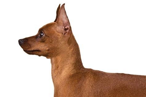 Miniature Pinscher Dog Breed Information