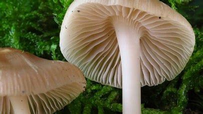 Entoloma Cetratum The Ultimate Mushroom Guide