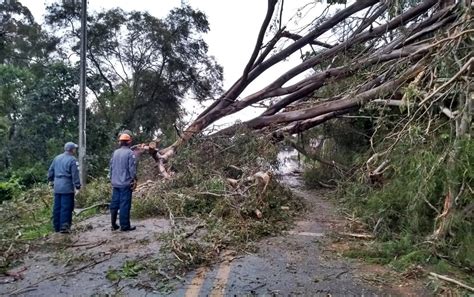 Forte Chuva Destelha Casa Alaga Bairro E Derruba Rvore Em Cidades Do